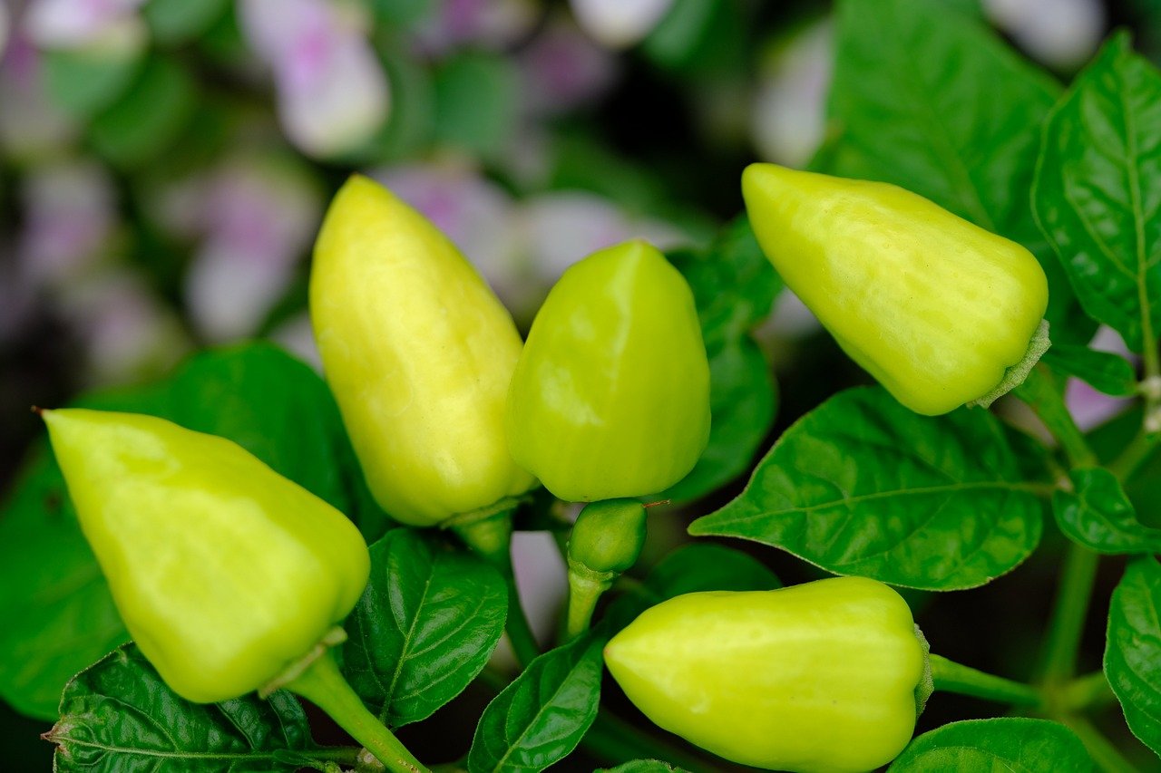 Best Tips for Growing Peppers in Your Garden